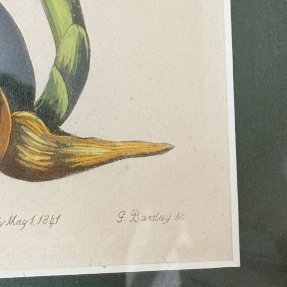 Framed Botanical Print Vintage Art Print 12.25" High White Flower - Picture 10 of 15